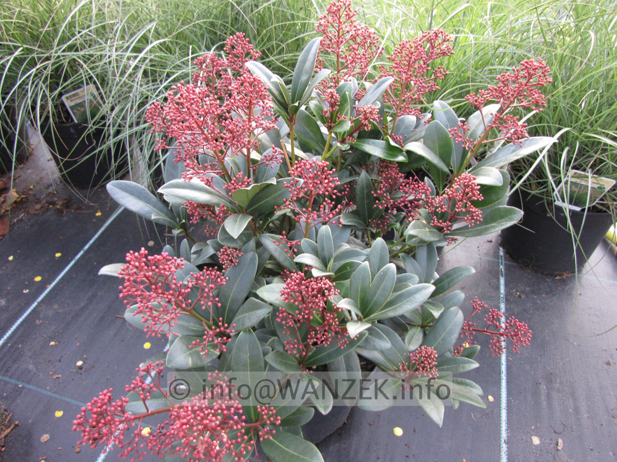 Skimmia japonica Rubella 02 knospig.JPG